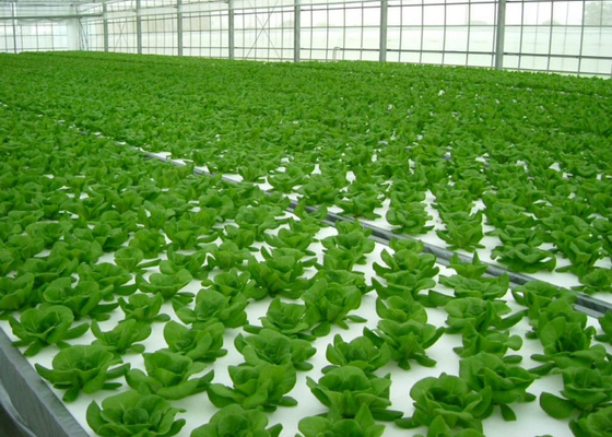 Greenhouse Aeroponics Hydroponics System 3 Meter
